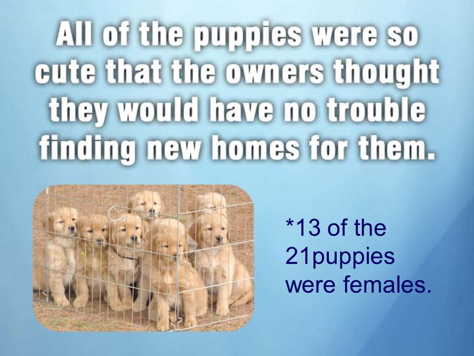 *13 of the 21puppies were females.