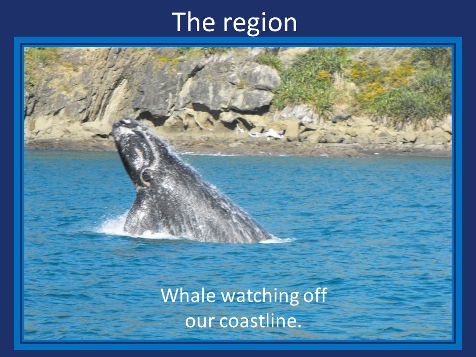 The region Whale watching off our coastline.