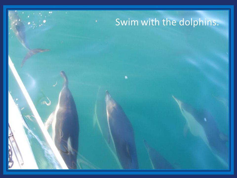 Swim with the dolphins.