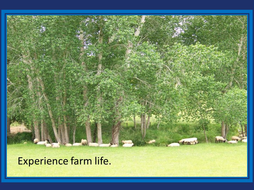 Experience farm life.