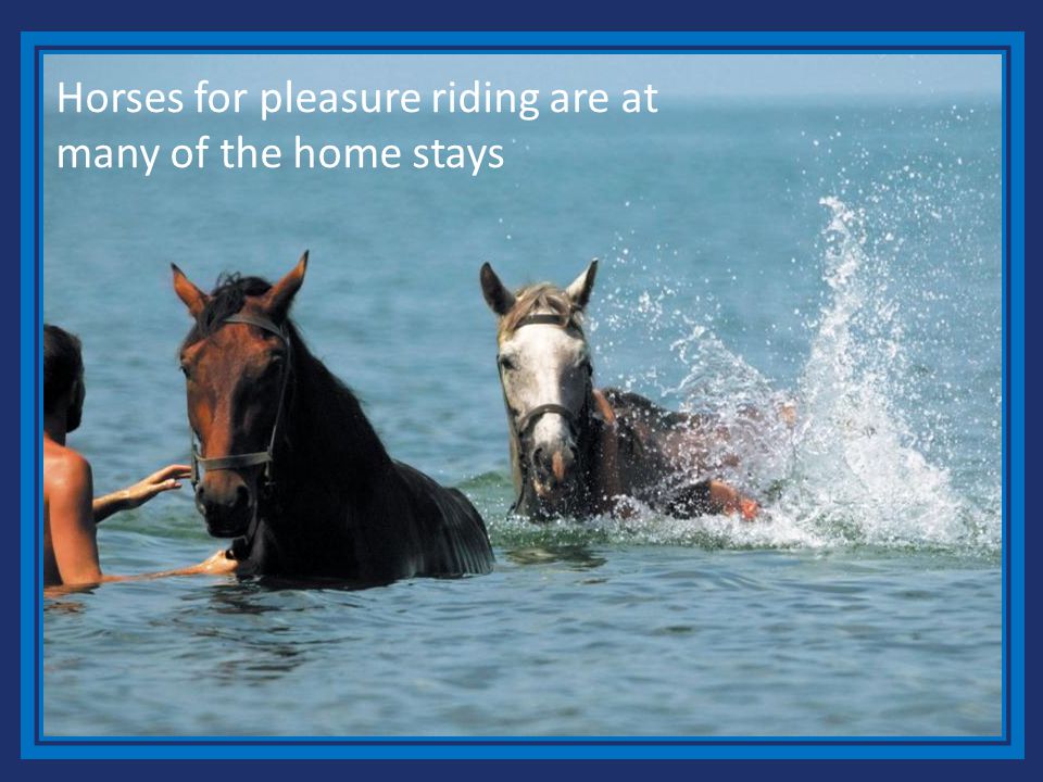 Horses for pleasure riding are at many of the home stays