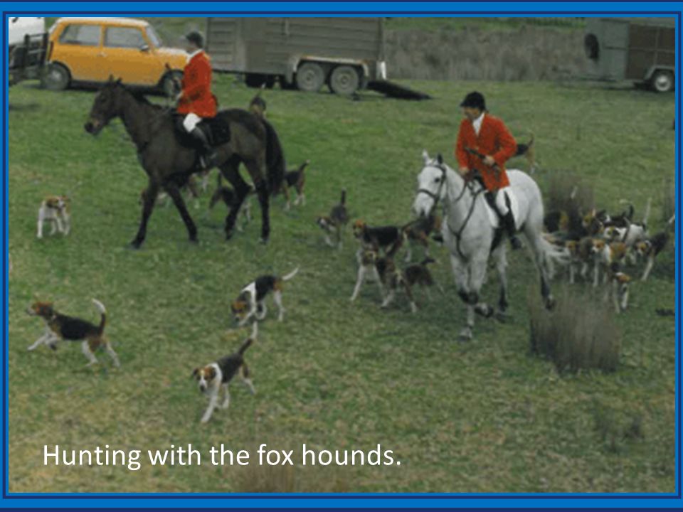 Hunting with the fox hounds.