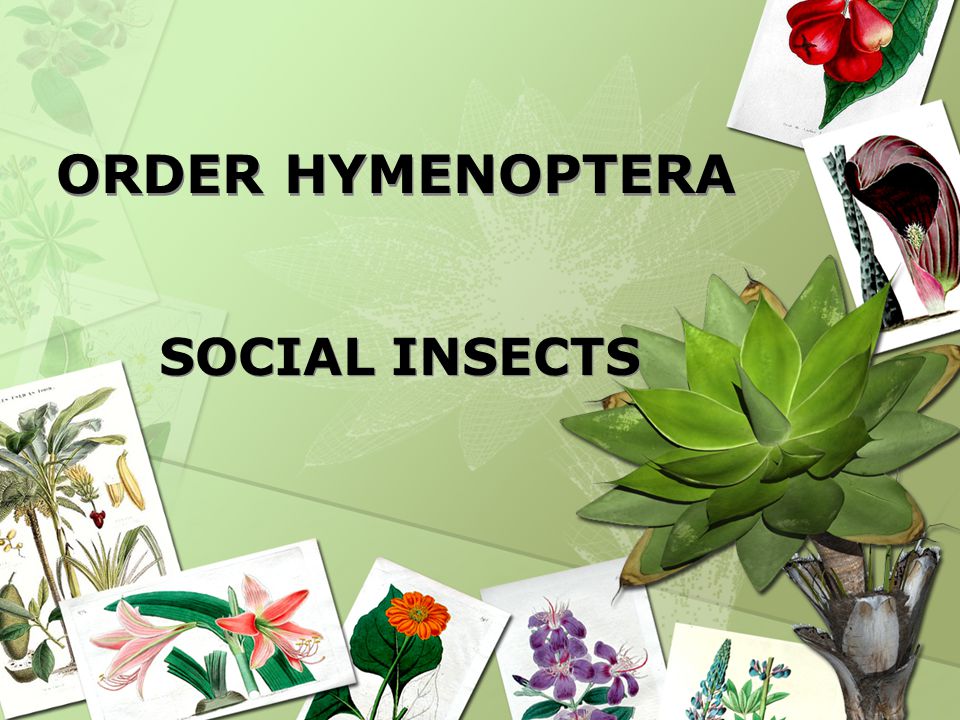 ORDER HYMENOPTERA ORDER HYMENOPTERA SOCIAL INSECTS