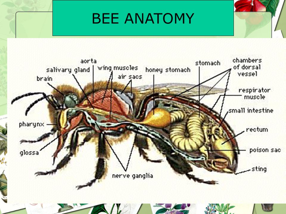 BEE ANATOMY
