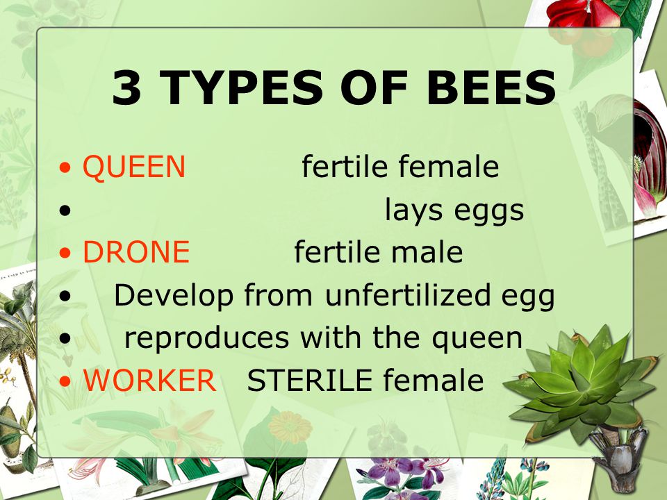 3 TYPES OF BEES QUEEN fertile female lays eggs DRONE fertile male Develop from unfertilized egg reproduces with the queen WORKER STERILE female