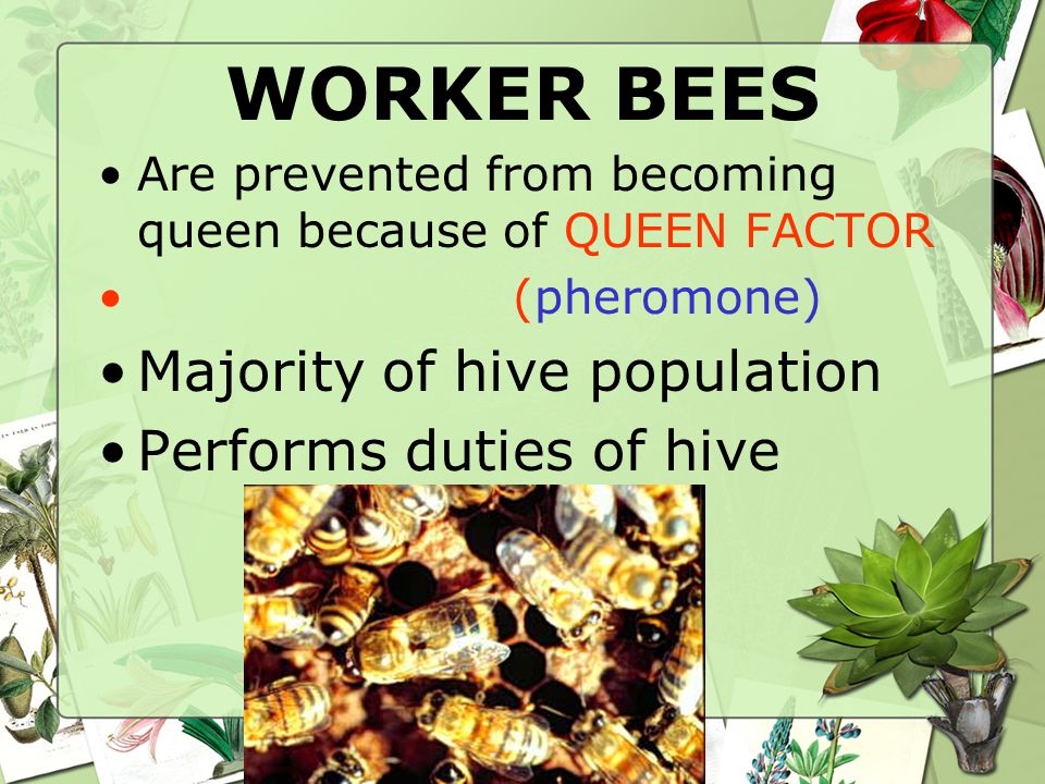 WORKER BEES Are prevented from becoming queen because of QUEEN FACTOR (pheromone) Majority of hive population Performs duties of hive