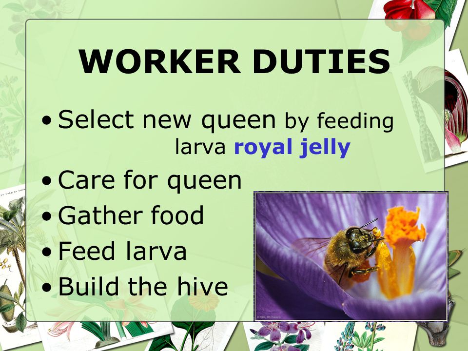 WORKER DUTIES Select new queen by feeding larva royal jelly Care for queen Gather food Feed larva Build the hive