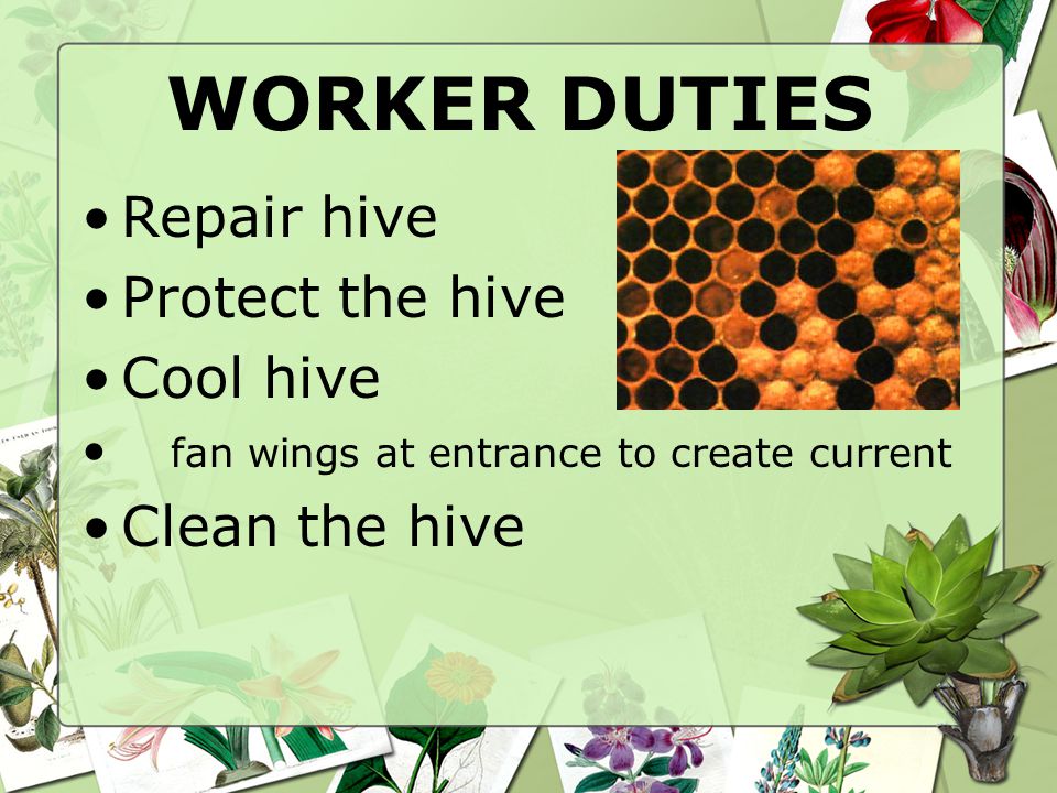 WORKER DUTIES Repair hive Protect the hive Cool hive fan wings at entrance to create current Clean the hive
