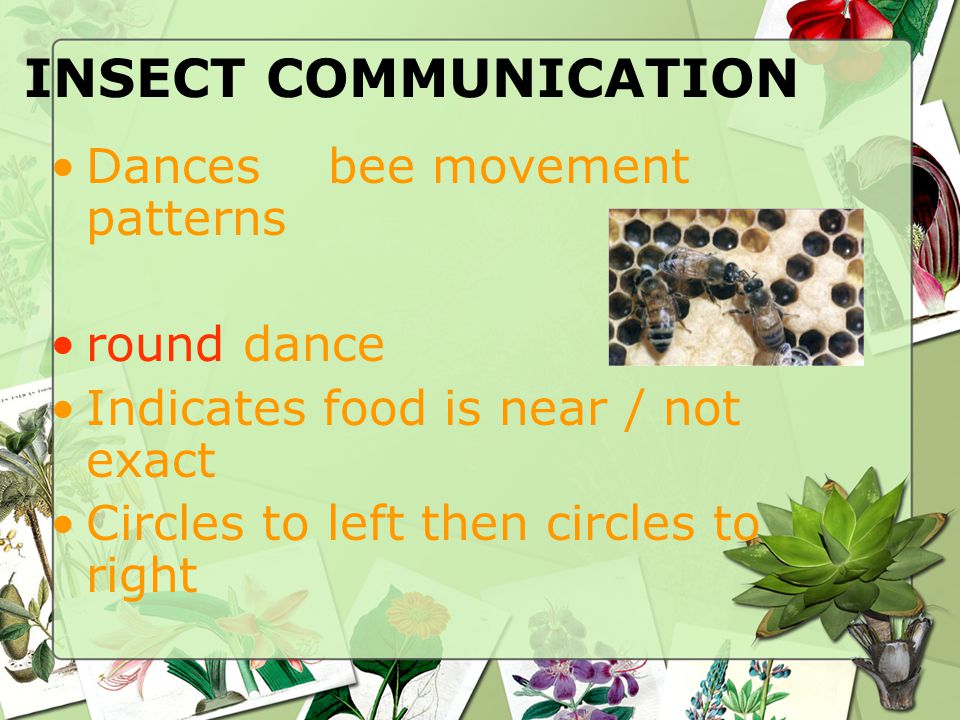 INSECT COMMUNICATION Dances bee movement patterns round dance Indicates food is near / not exact Circles to left then circles to right