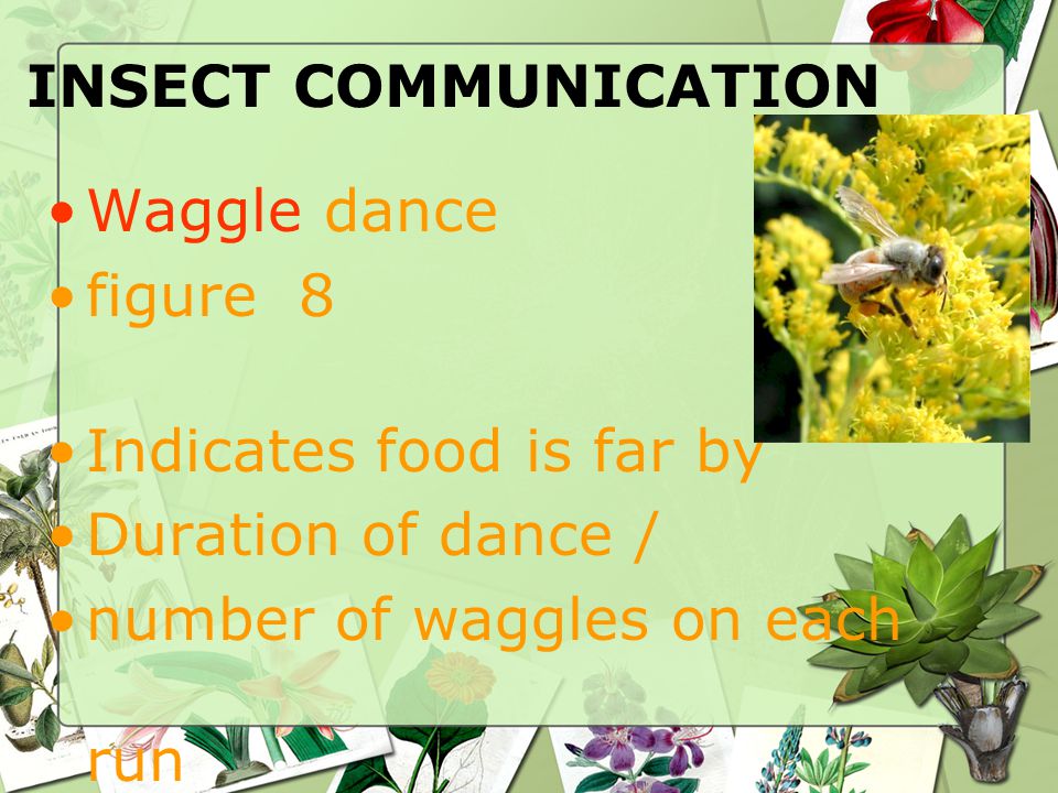 INSECT COMMUNICATION Waggle dance figure 8 Indicates food is far by Duration of dance / number of waggles on each run
