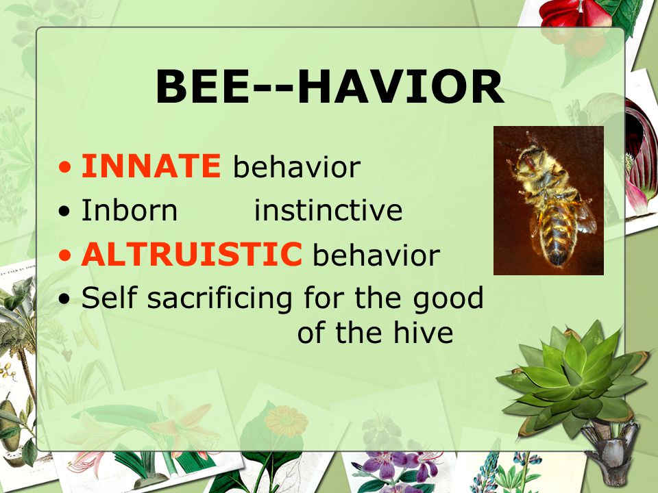 BEE--HAVIOR INNATE behavior Inborninstinctive ALTRUISTIC behavior Self sacrificing for the good of the hive