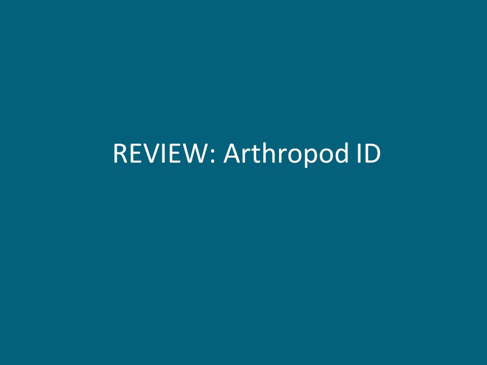 REVIEW: Arthropod ID