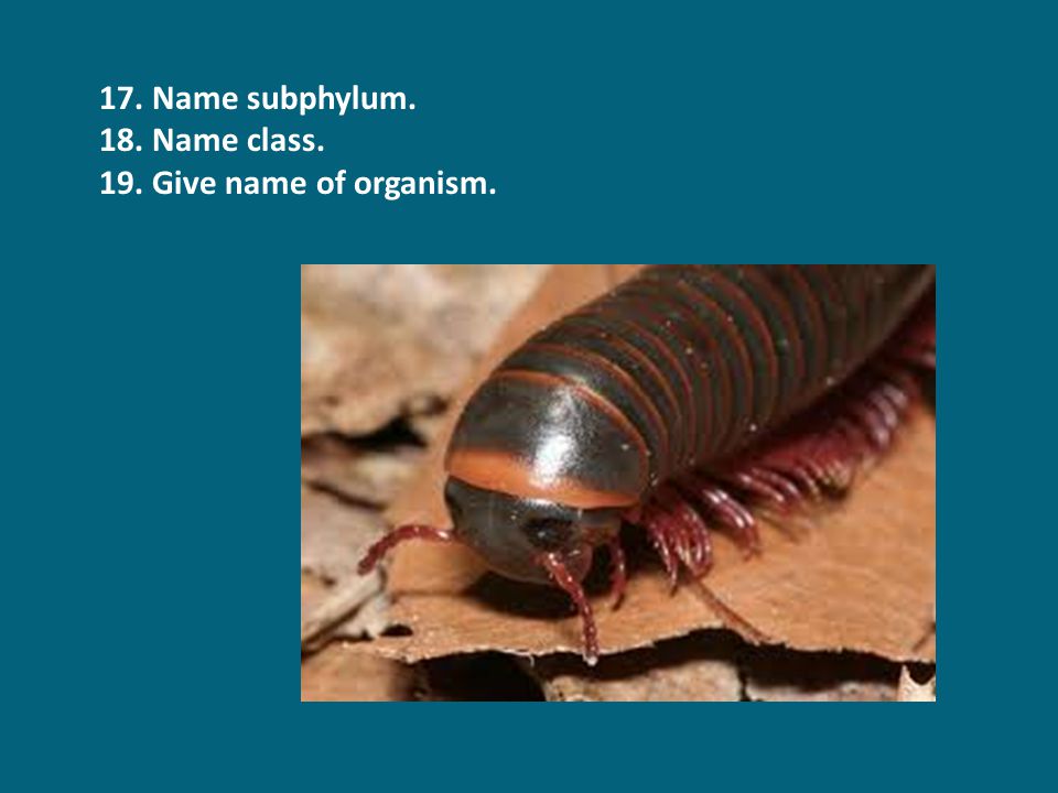 17. Name subphylum. 18. Name class. 19. Give name of organism.