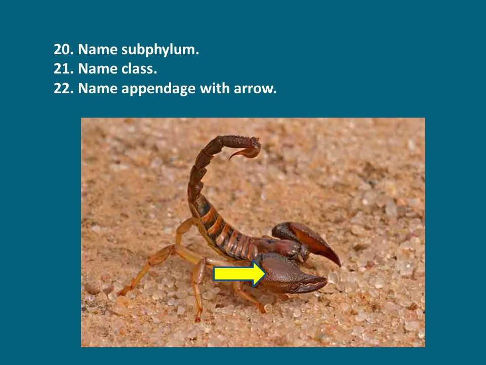 20. Name subphylum. 21. Name class. 22. Name appendage with arrow.