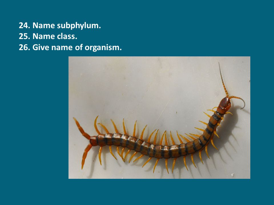 24. Name subphylum. 25. Name class. 26. Give name of organism.