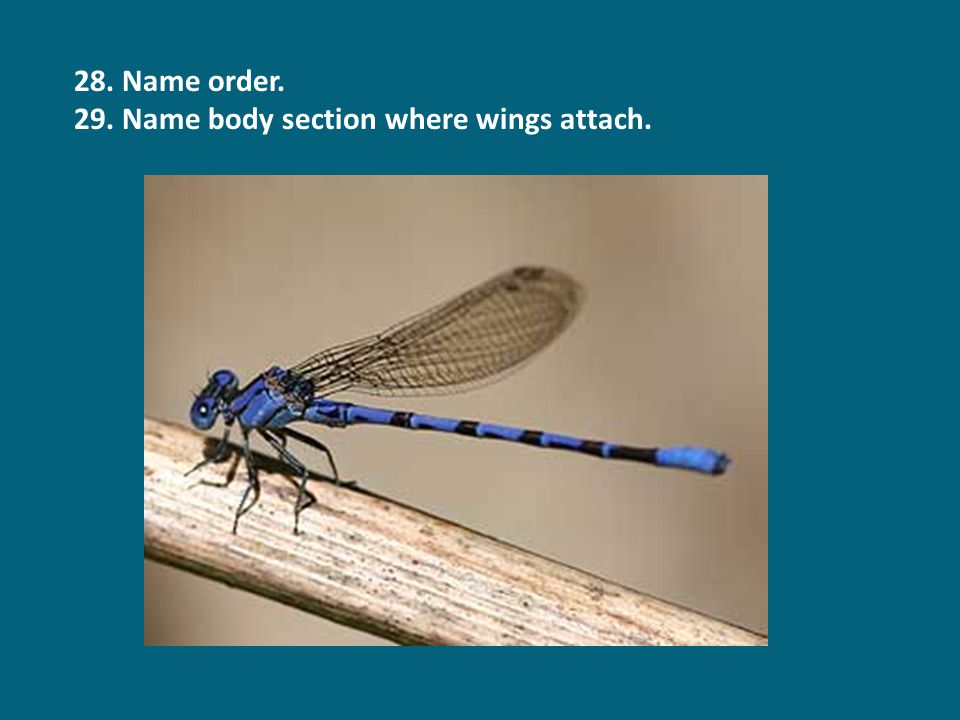 28. Name order. 29. Name body section where wings attach.
