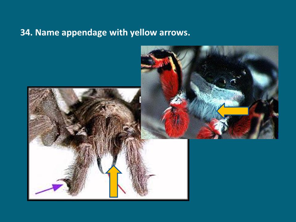 34. Name appendage with yellow arrows.