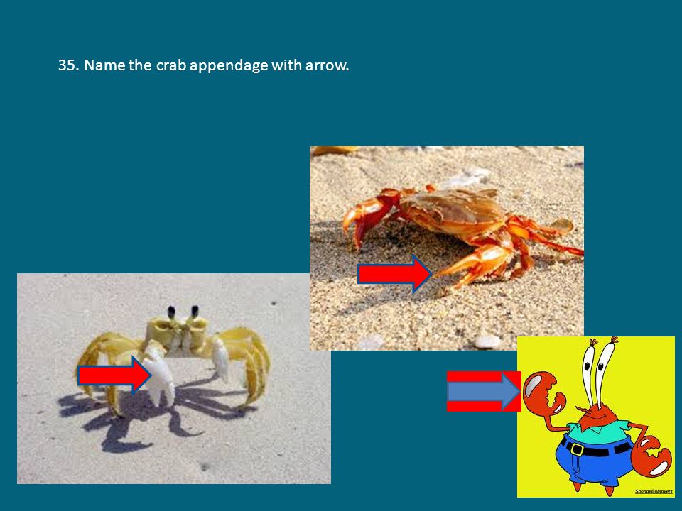 35. Name the crab appendage with arrow.