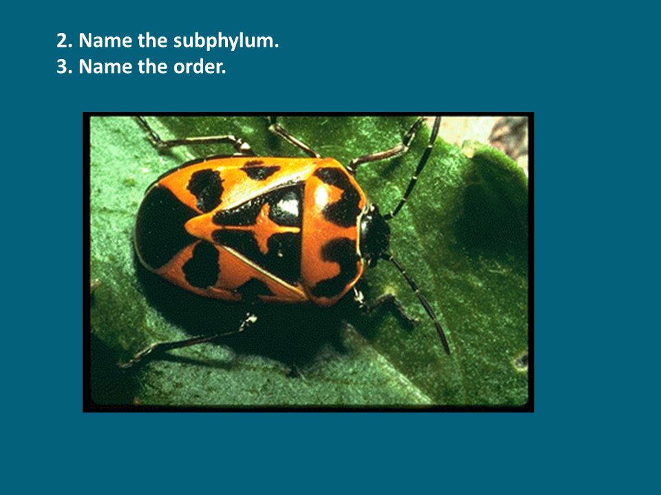 2. Name the subphylum. 3. Name the order.