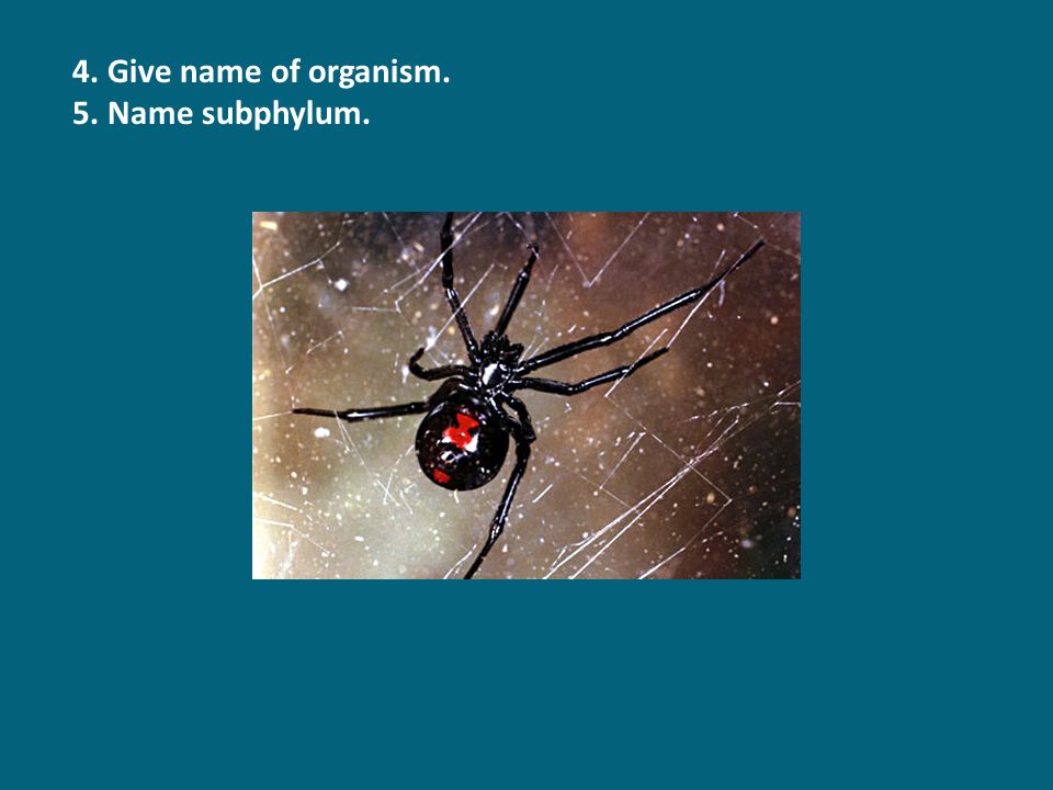 4. Give name of organism. 5. Name subphylum.