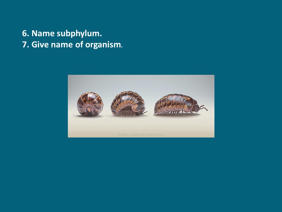 6. Name subphylum. 7. Give name of organism.