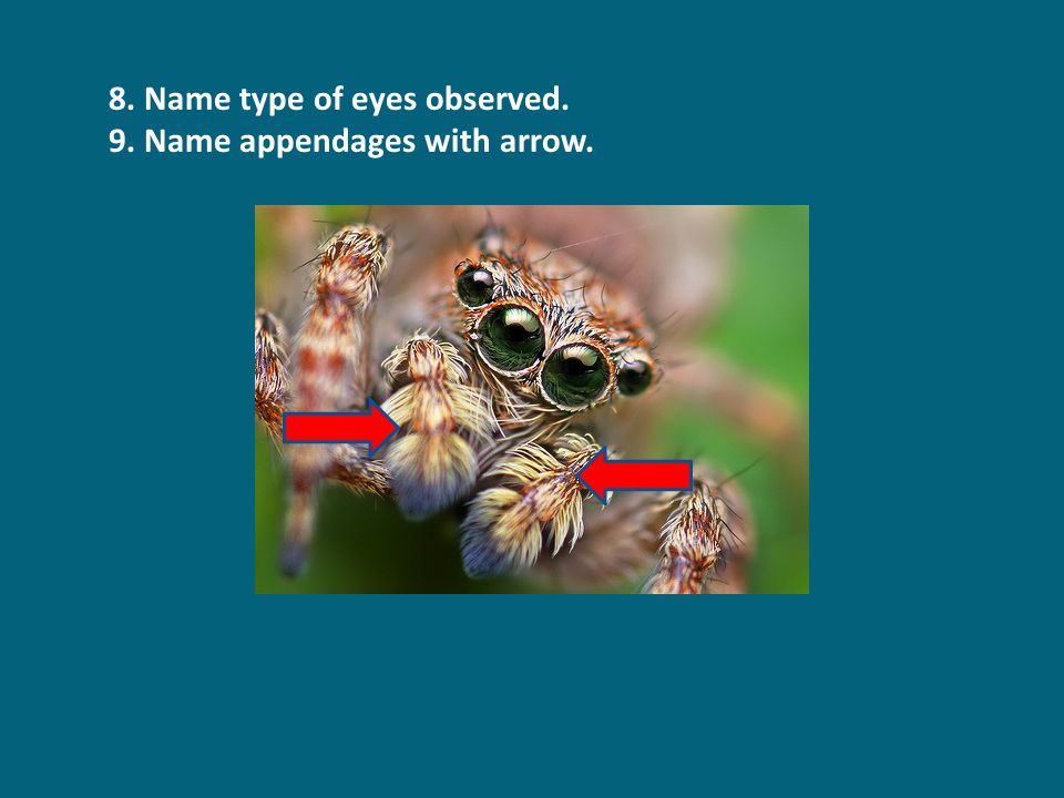 8. Name type of eyes observed. 9. Name appendages with arrow.