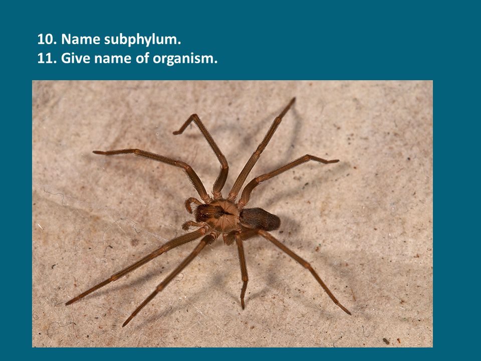 10. Name subphylum. 11. Give name of organism.