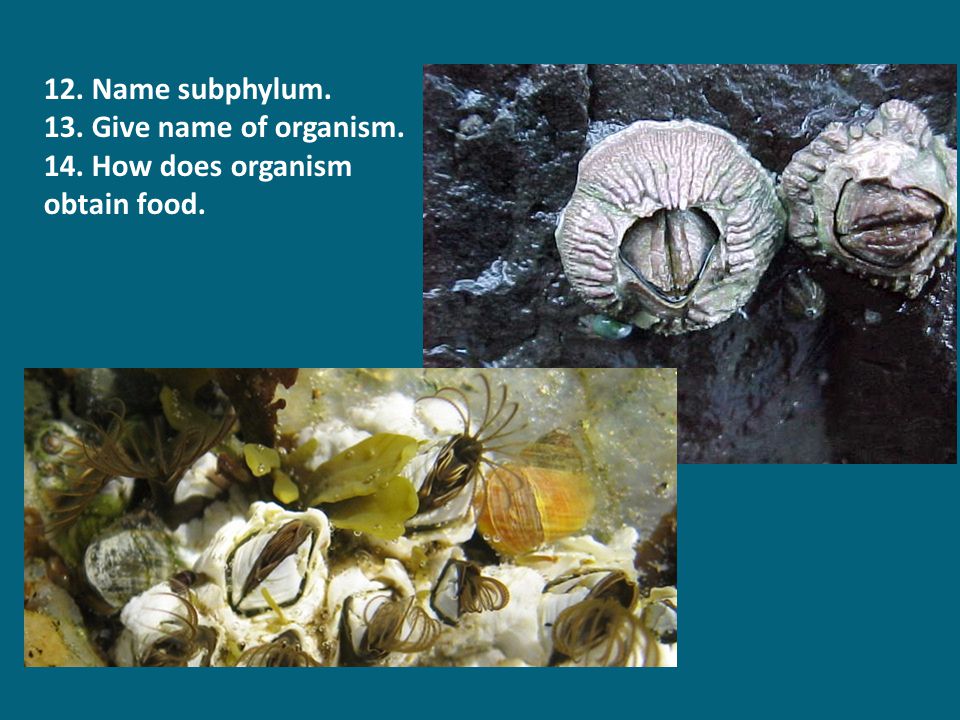 12. Name subphylum. 13. Give name of organism. 14. How does organism obtain food.