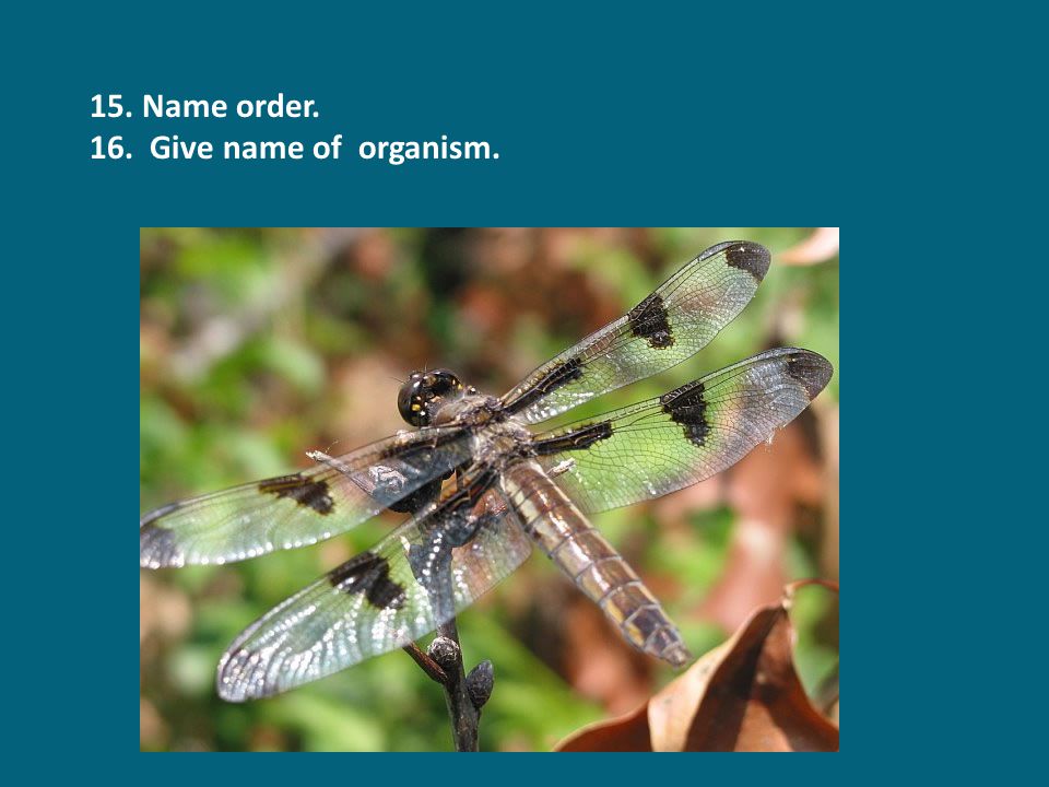 15. Name order. 16. Give name of organism.