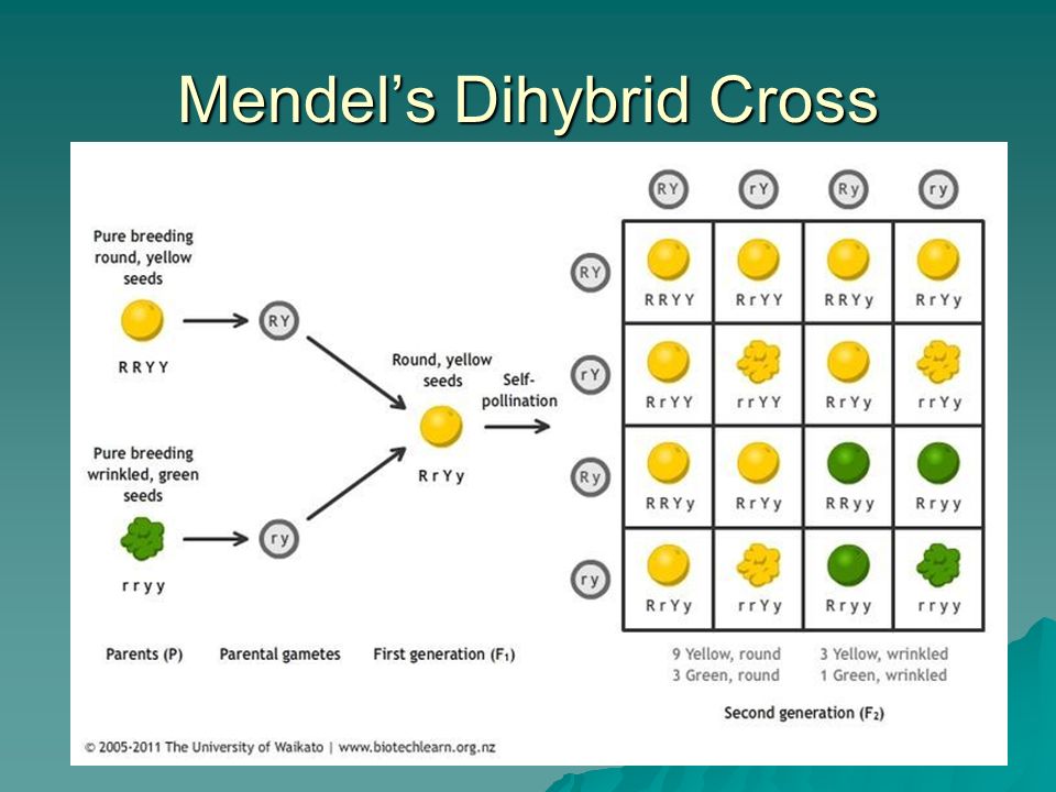 Mendelian Genetics DiHybrid Crosses Independent Assortment Vs. Linkage. - ppt download