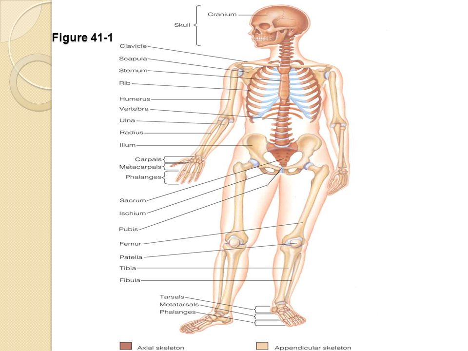Figure 41-1 Bones of the human skeleton.