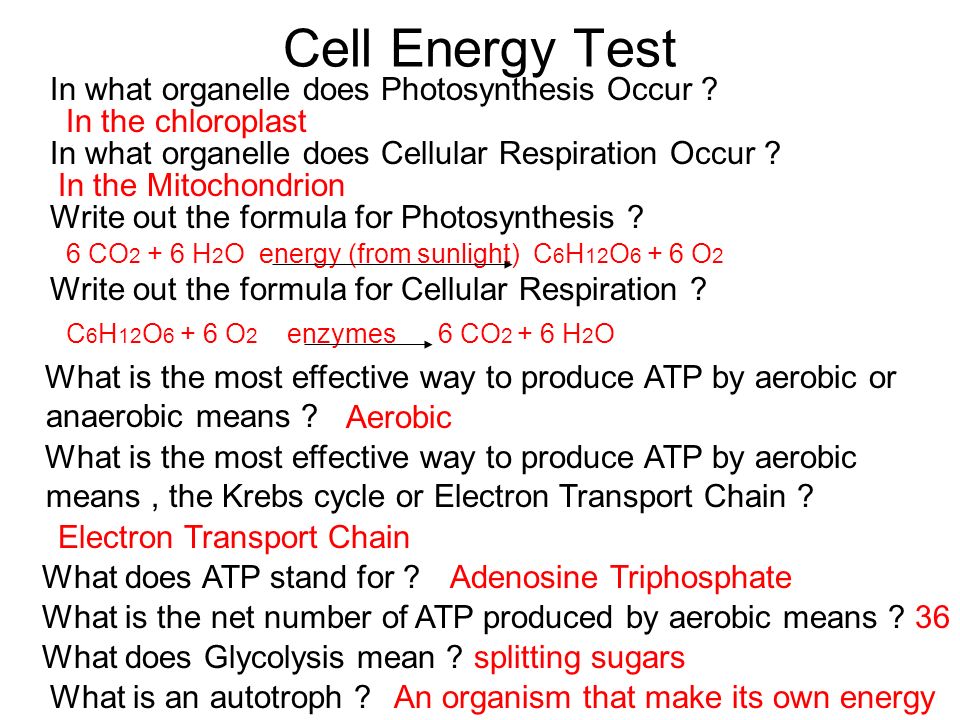 Photosynthesis Its Not Always Greener O2o2 Co 2 Anthocyanins Carotene Xanthophylls Ppt Download