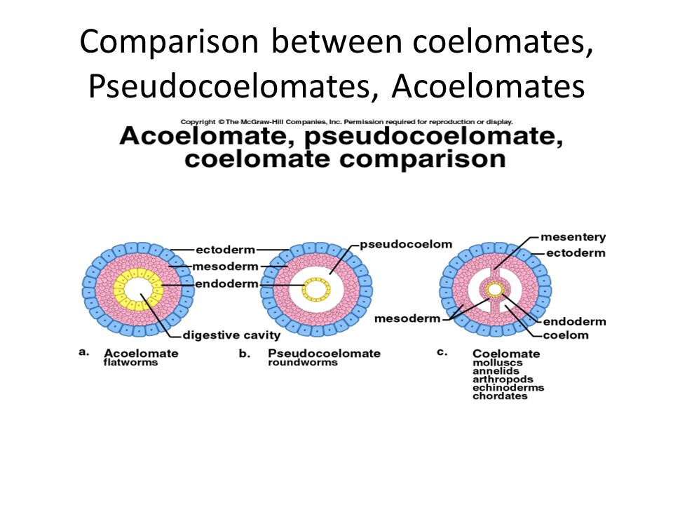 platyhelminthes coelomate de pseudocoelomate acoelomate)