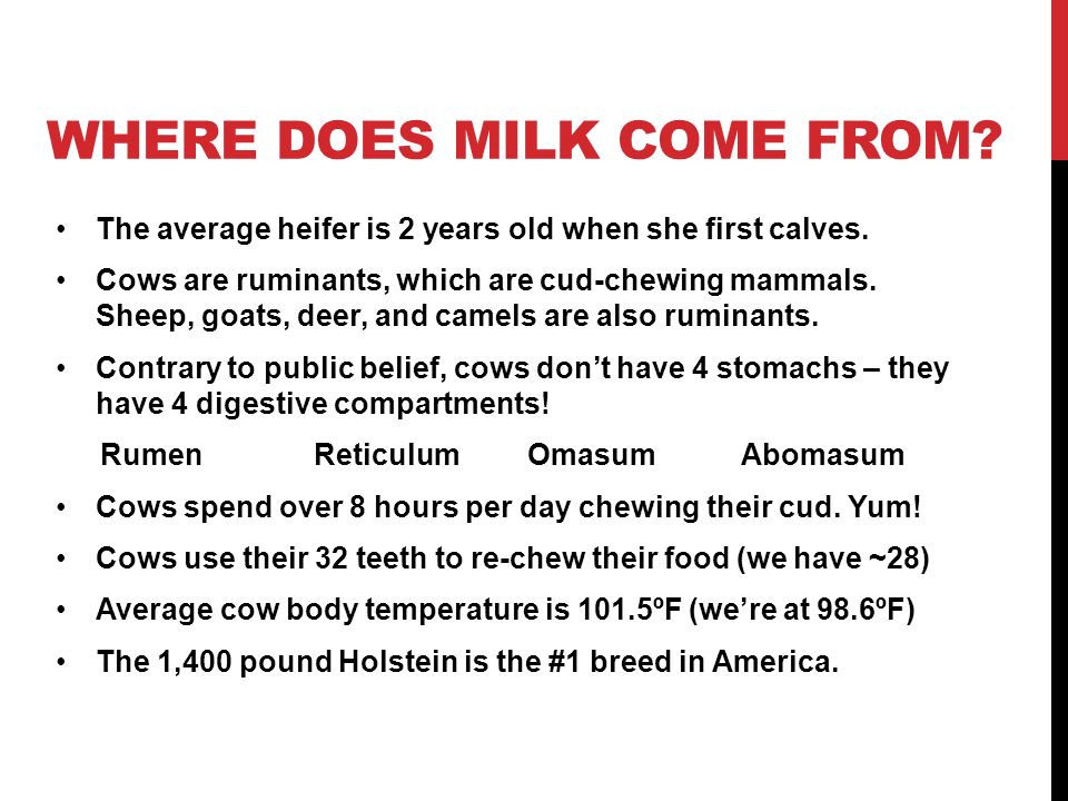 WHERE DOES MILK COME FROM. The average heifer is 2 years old when she first calves.