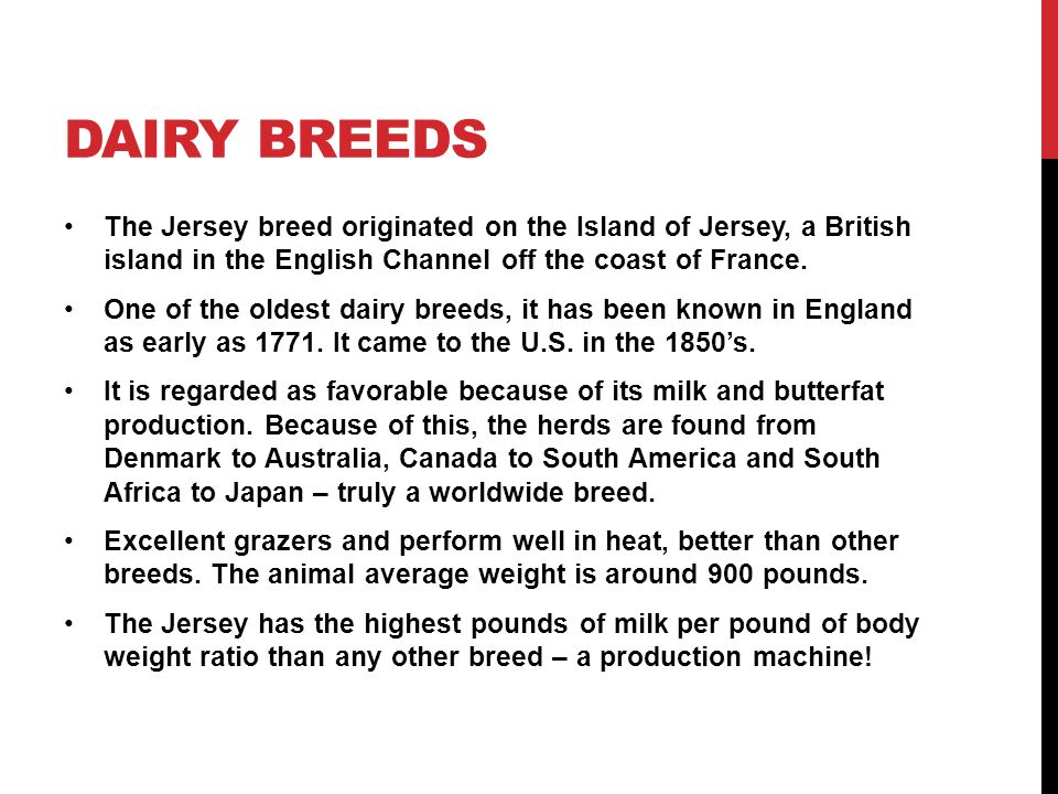 DAIRY BREEDS The Jersey breed originated on the Island of Jersey, a British island in the English Channel off the coast of France.