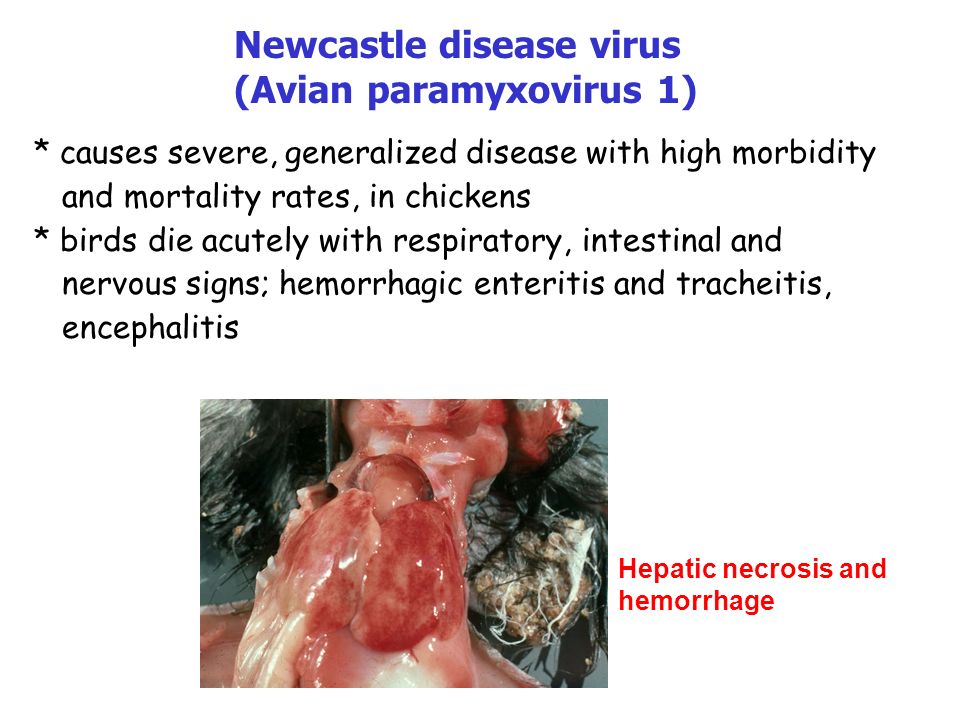 * causes severe, generalized disease with high morbidity and mortality rates, in chickens * birds die acutely with respiratory, intestinal and nervous signs; hemorrhagic enteritis and tracheitis, encephalitis Newcastle disease virus (Avian paramyxovirus 1) Hepatic necrosis and hemorrhage