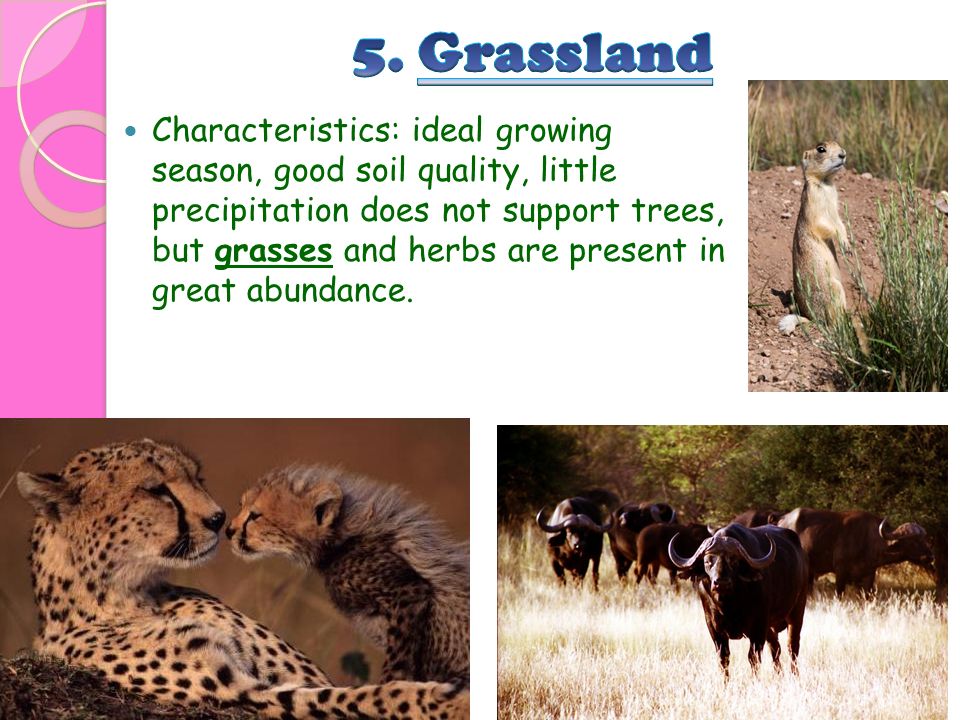 Characteristics: ideal growing season, good soil quality, little precipitation does not support trees, but grasses and herbs are present in great abundance.