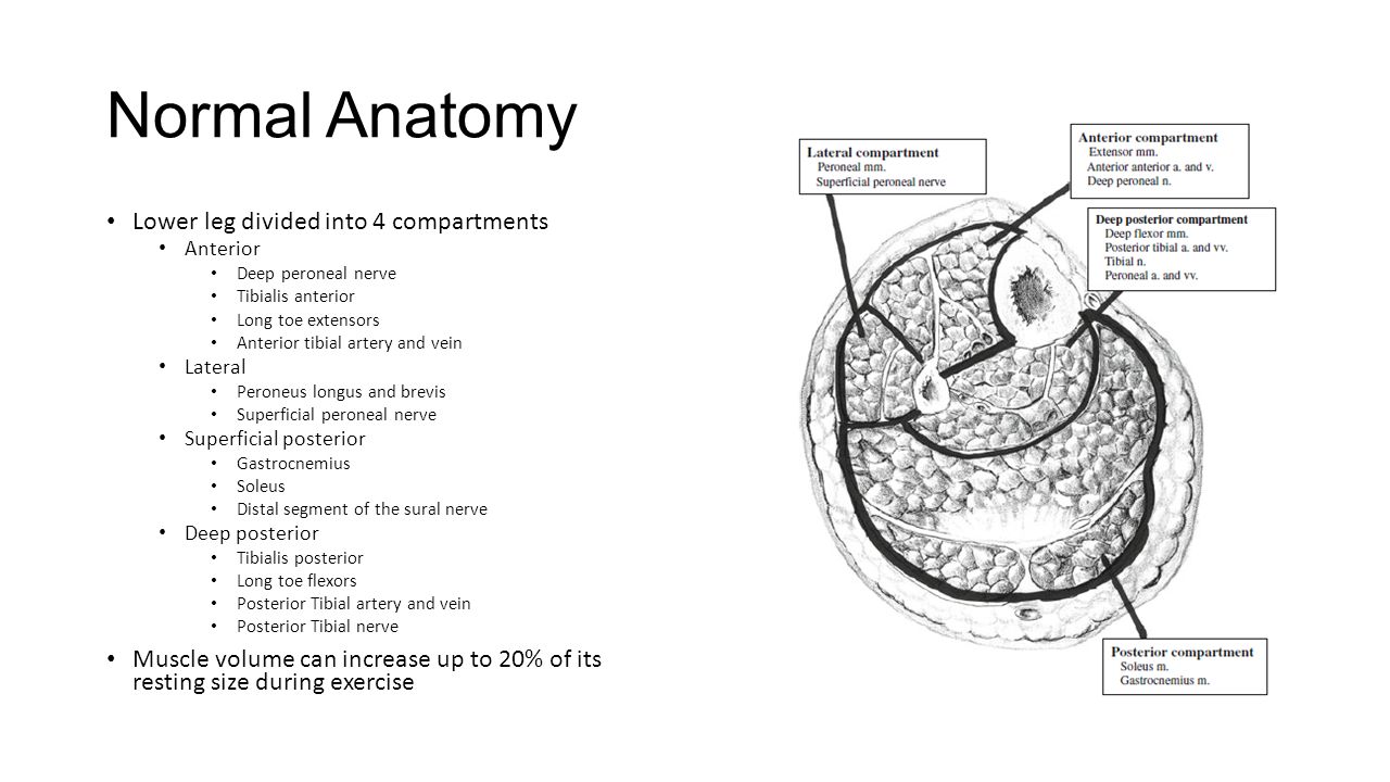 Chronic Exertional Compartment Syndrome. Normal Anatomy Lower leg ...