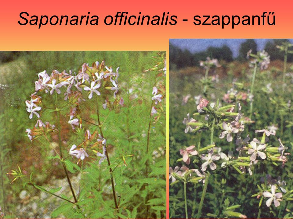 Saponaria officinalis - szappanfű