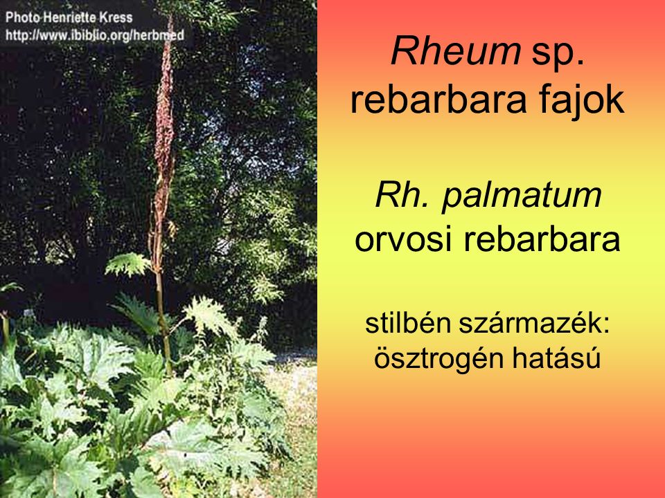 Rheum sp. rebarbara fajok Rh. palmatum orvosi rebarbara stilbén származék: ösztrogén hatású