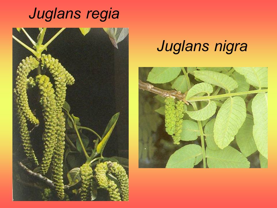Juglans regia Juglans nigra