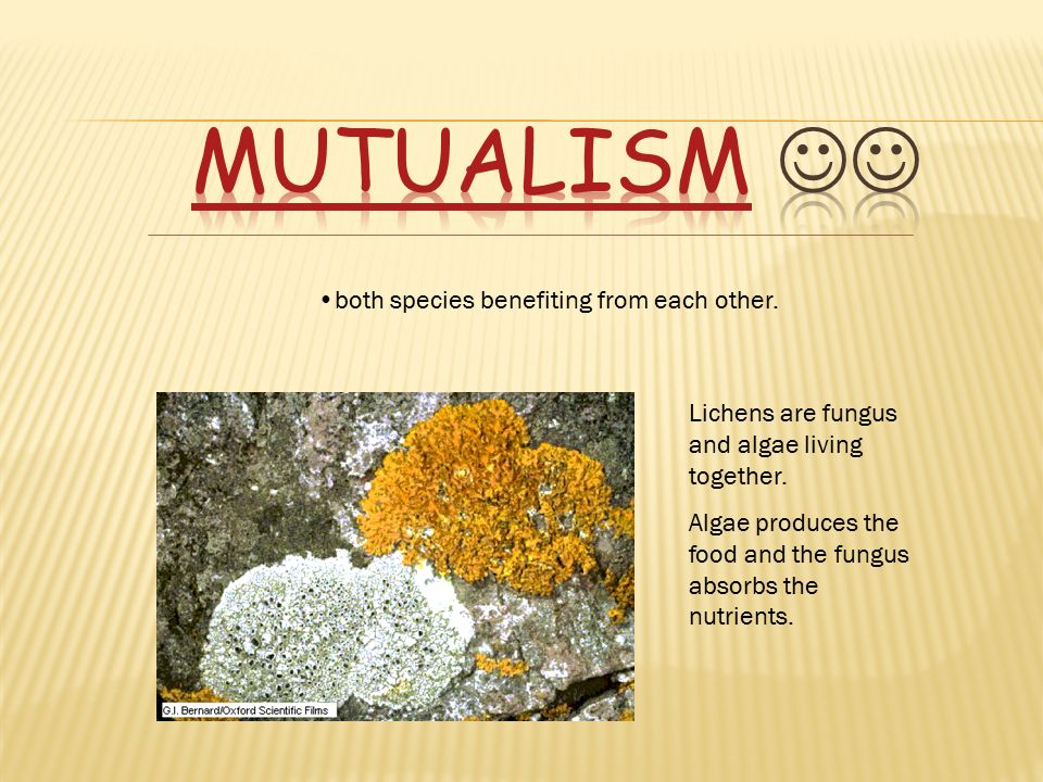 The relationship between two organisms. Mutualism Parasitism Commensalism  Competition Predation Neutralism. - ppt download