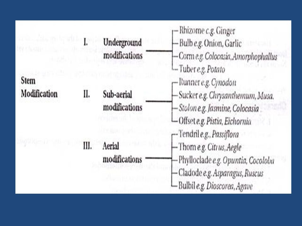 Modification Of The Stem Some Of The Most Important Types Of Modifications Of Stem Are As Follows Underground Modifications Of Stem Sub Aerial Modifications Ppt Download