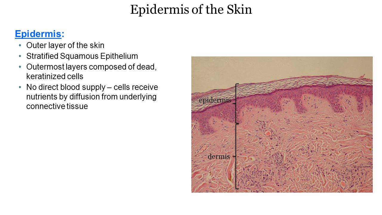 Chapter 6 Integumentary System Ivyanatomy Com Skin And Its Tissues An Organ Is A Group Of Two Or More Tissues That Perform A Specialized Function Skin Ppt Download
