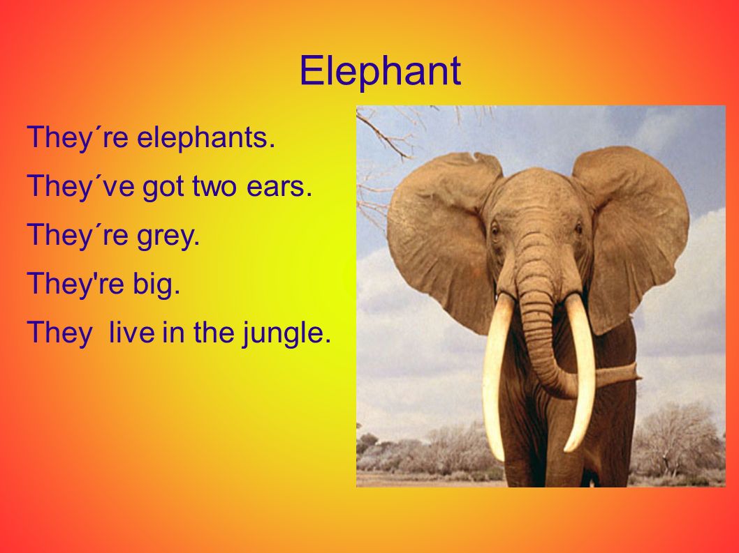Elephant They´re elephants. They´ve got two ears.