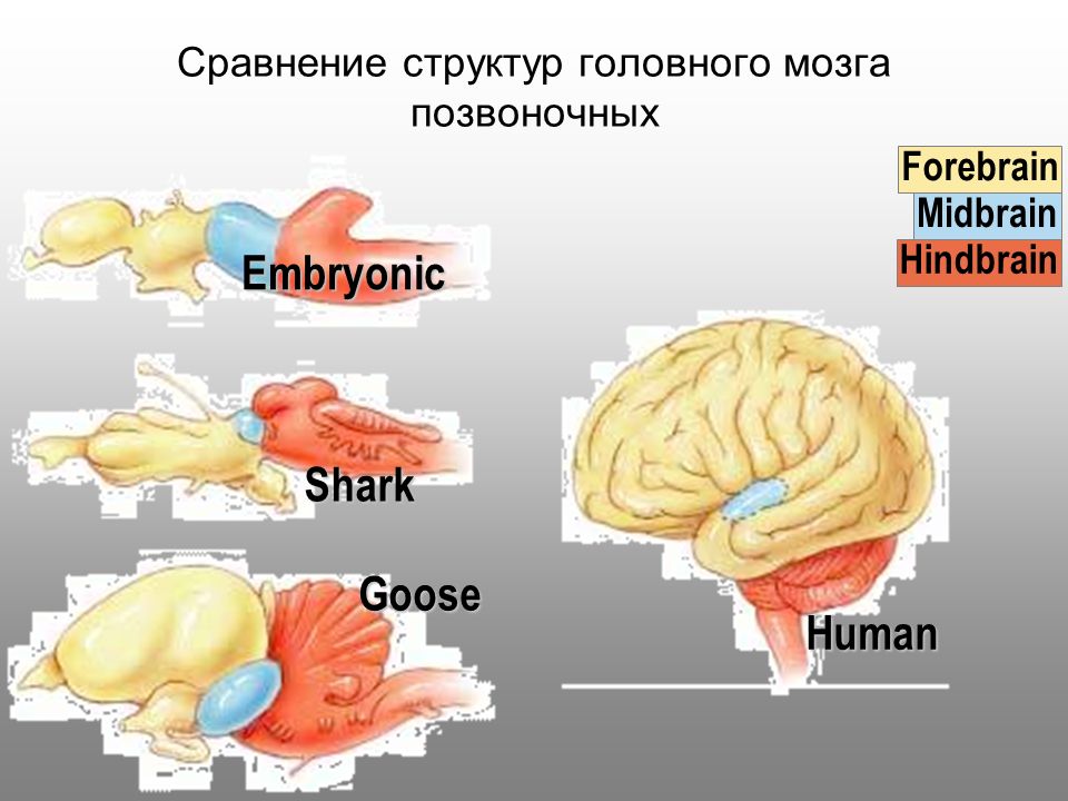 Отделы входящие в состав головного мозга млекопитающих. Сравнение головного мозга позвоночных. Сходство в строении головного мозга позвоночных. Общий план строения головного мозга у позвоночных. Эволюция головного мозга позвоночных.