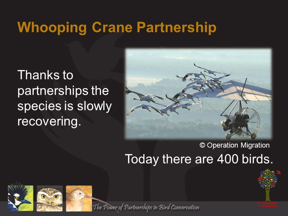 Whooping Crane Partnership Thanks to partnerships the species is slowly recovering.