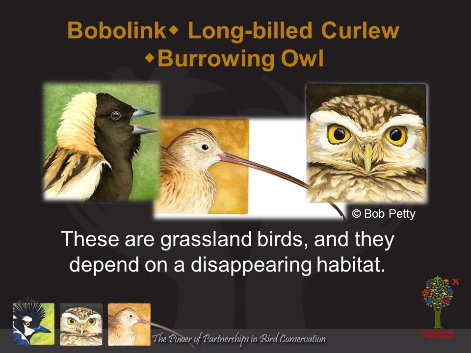 Bobolink  Long-billed Curlew  Burrowing Owl These are grassland birds, and they depend on a disappearing habitat.