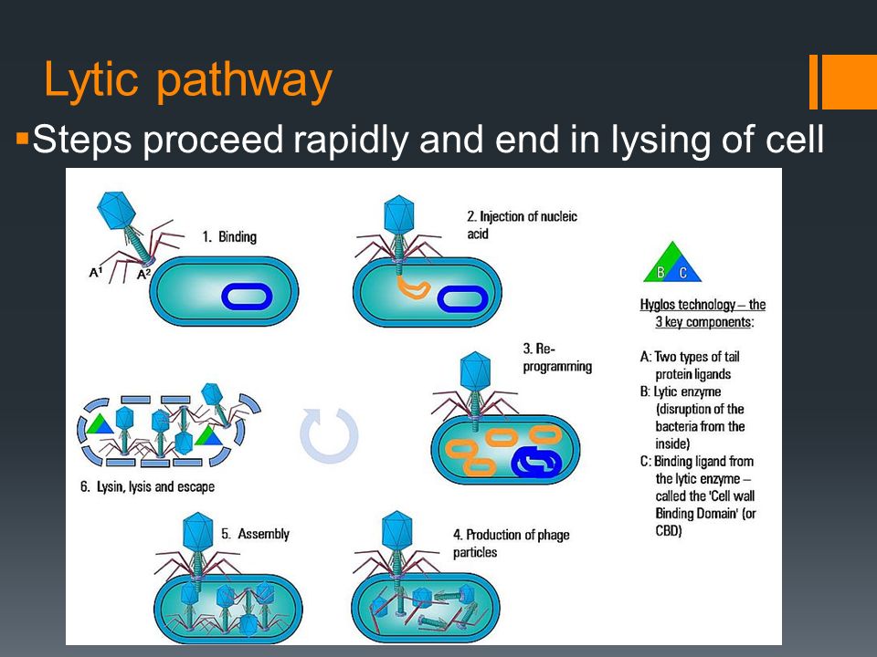 Цикл бактерии. Жизненный цикл бактериофага схема. Размножение вируса бактериофага. Цикл размножения бактериофага. Стадии жизненного цикла бактериофага.
