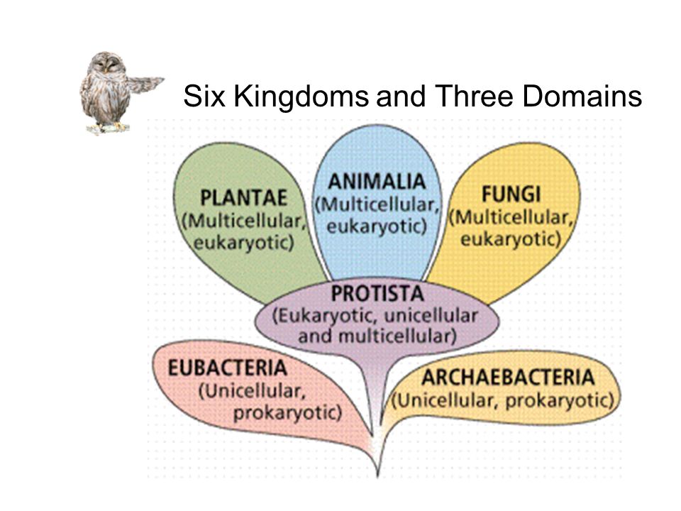 the three domains of living organisms